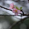 もうすぐ春です？