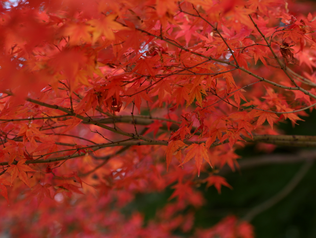 燃える秋