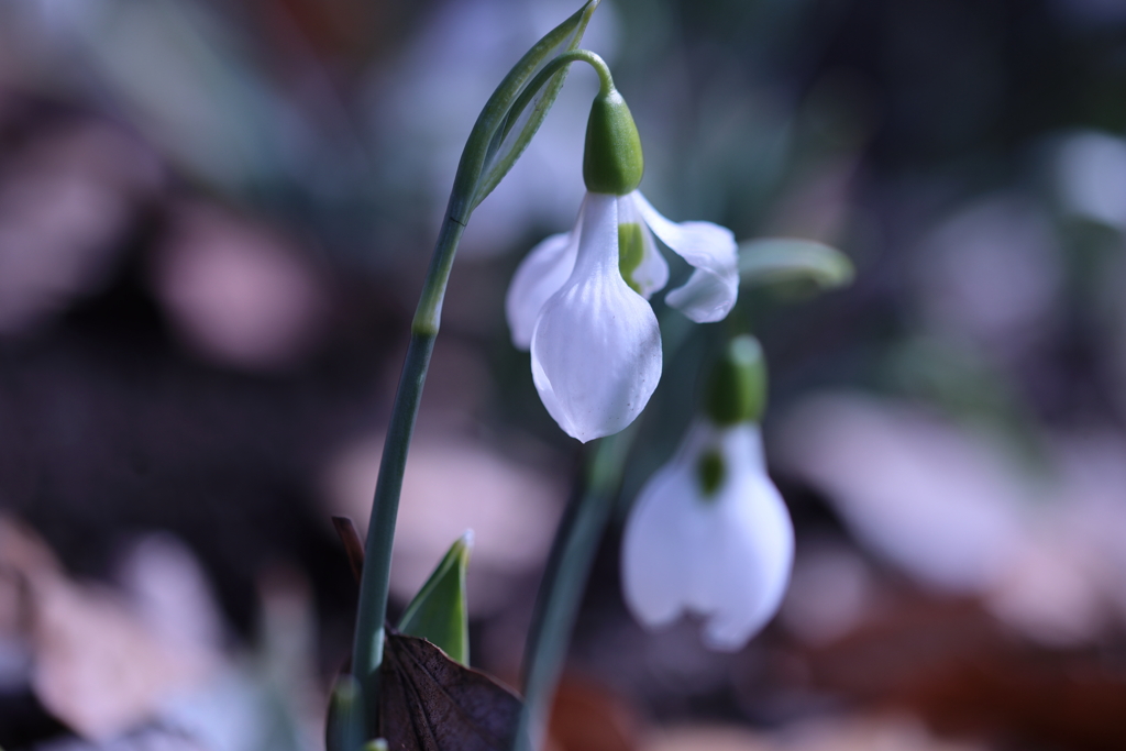 冬から目覚めて