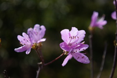 桃花色