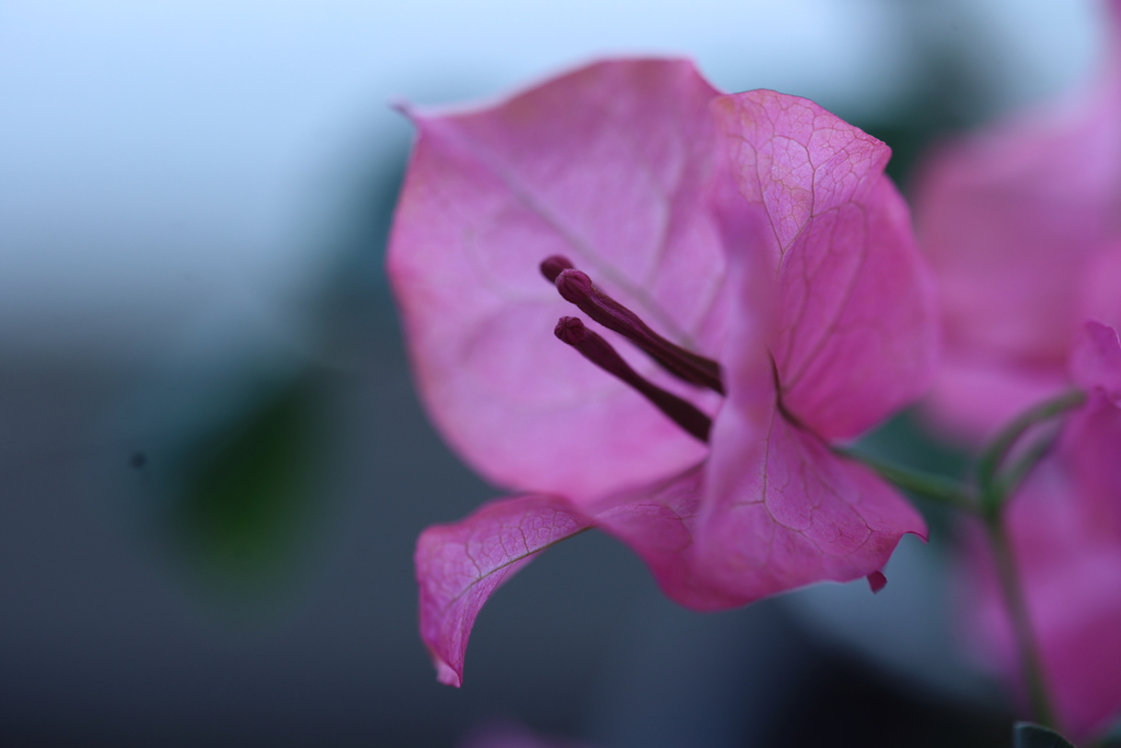 ピンクの・・・