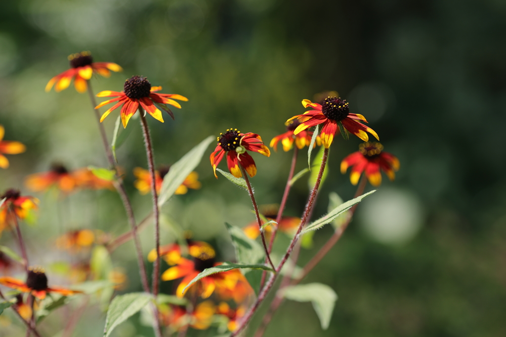夏の花