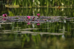 水面に咲く花