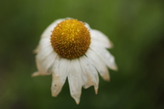 蕊