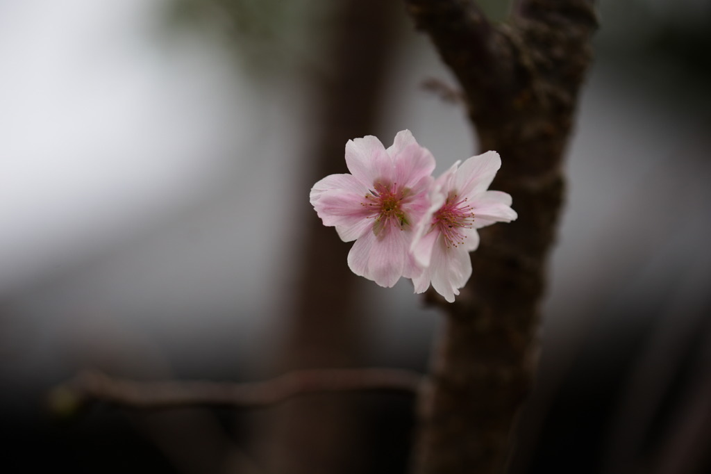 10月桜