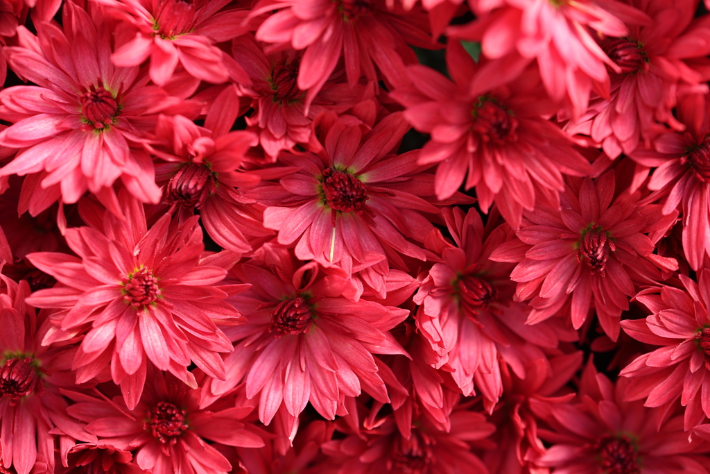 赤い菊
