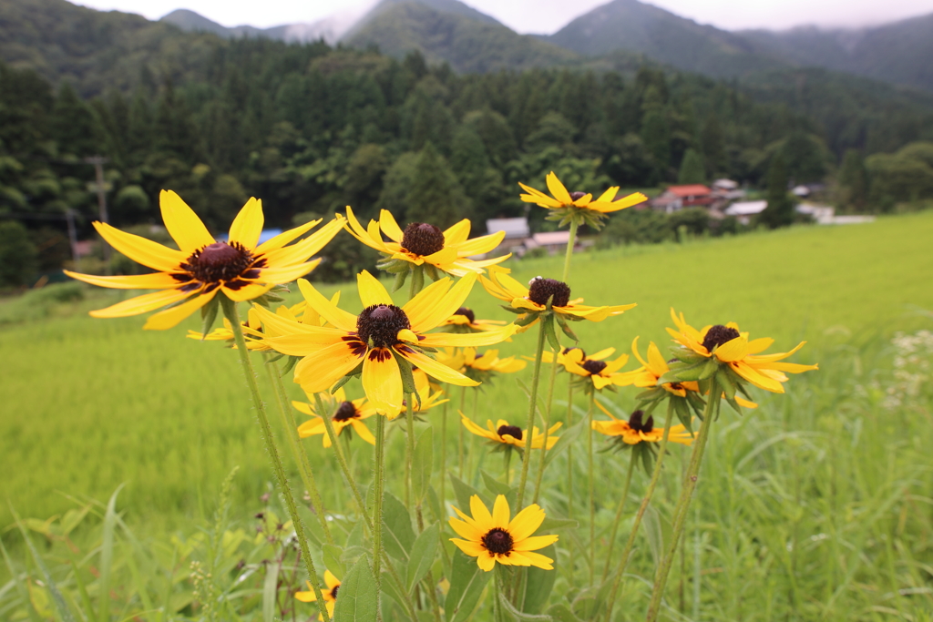 山に咲くルドベキア