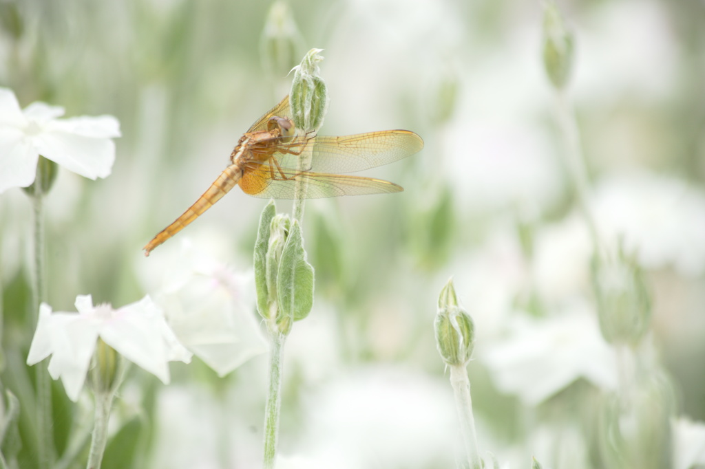 白の花園で