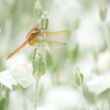 白の花園で