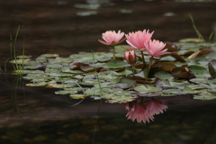 浮かぶ花
