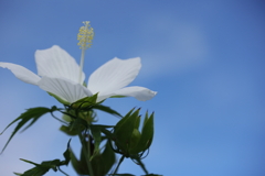 青空に向かって