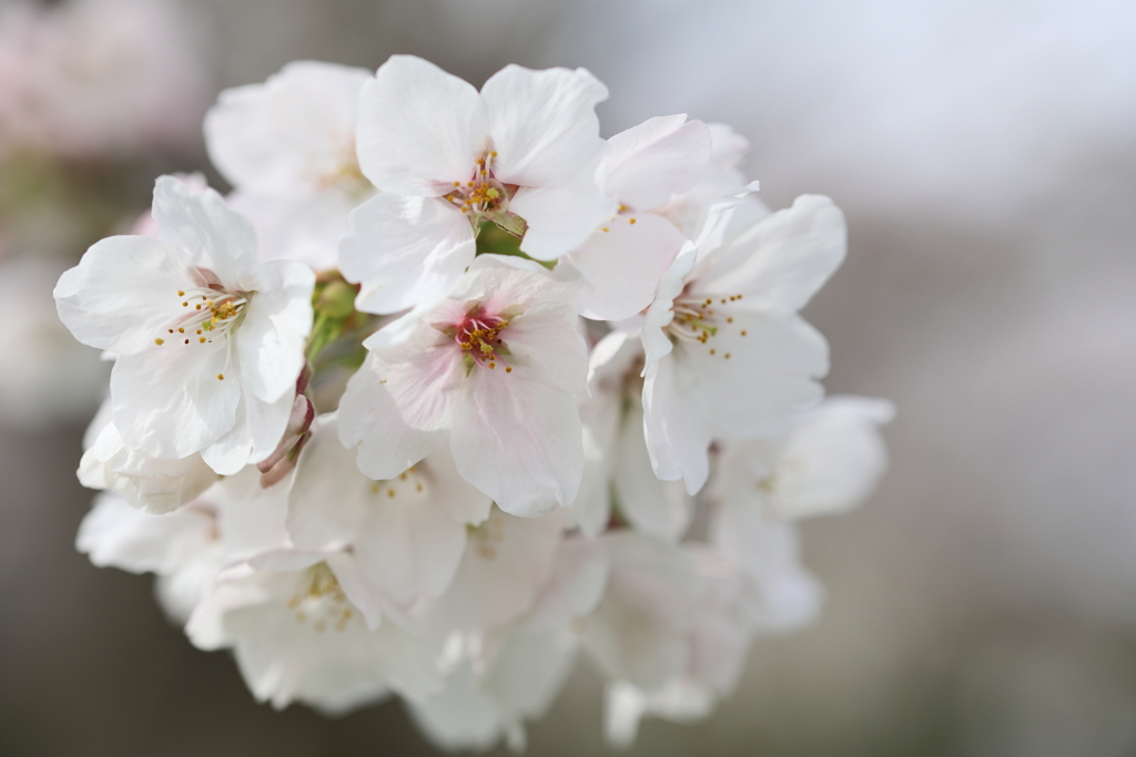 白い桜