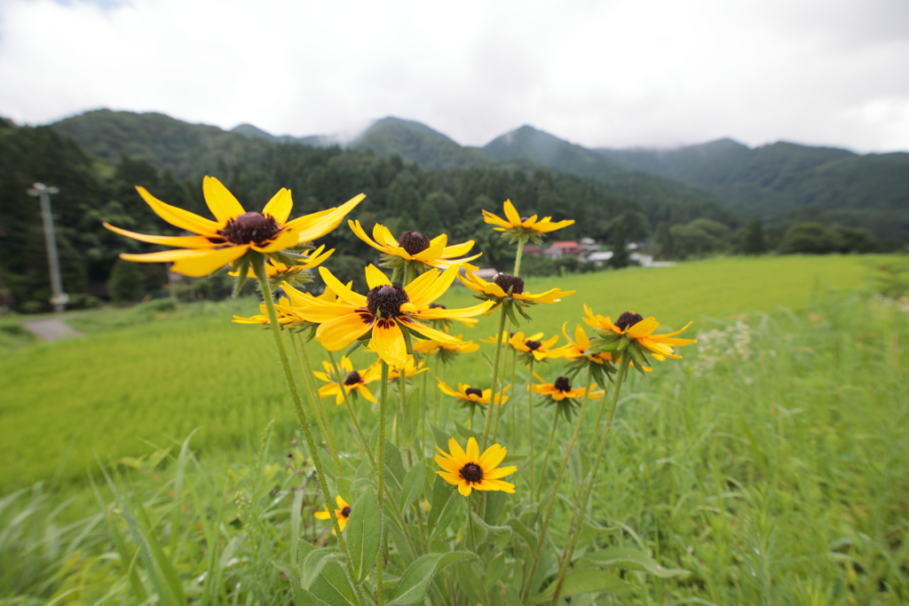 高原に咲く