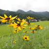 高原に咲く