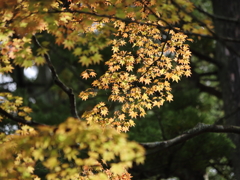 秋　輝く