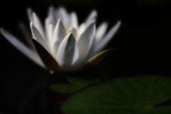 水面の灯