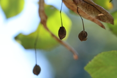 菩提樹の実