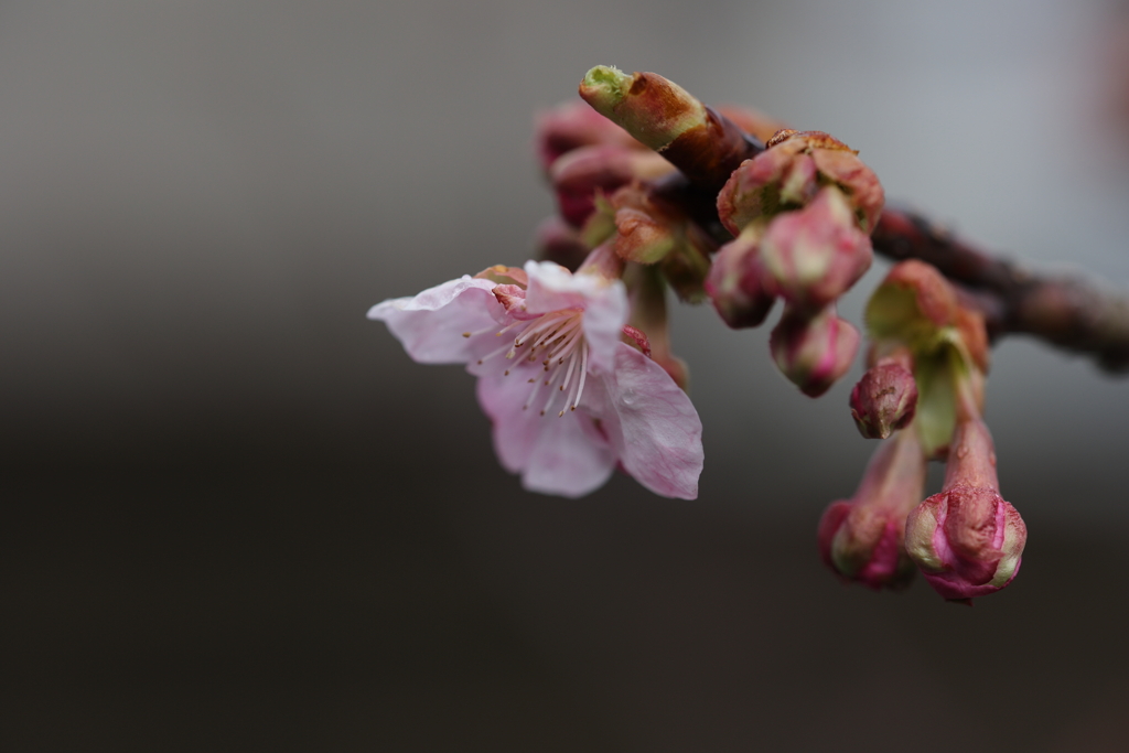 一輪の桜