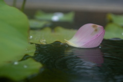 漂う
