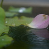 漂う