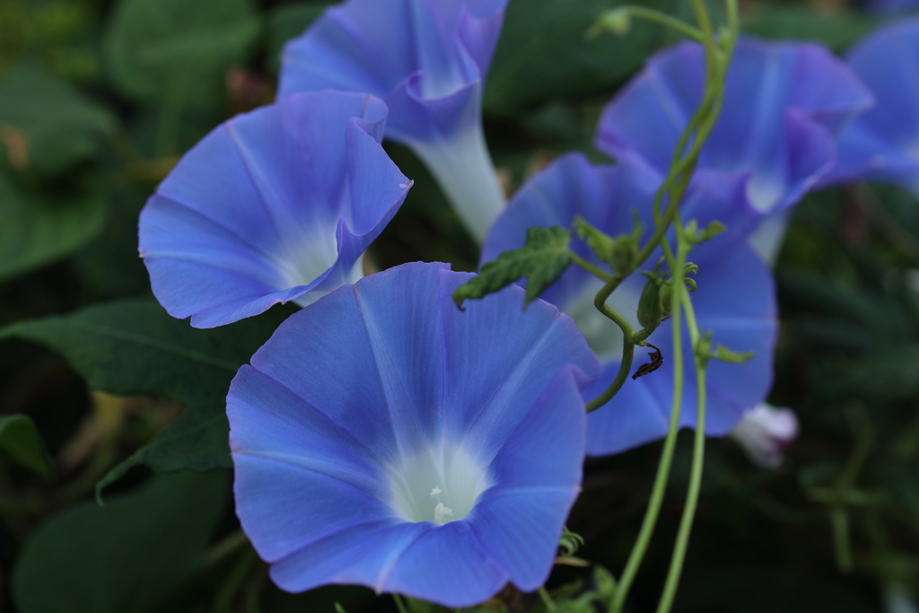 蒼く