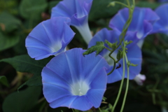 蒼く