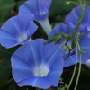 蒼く