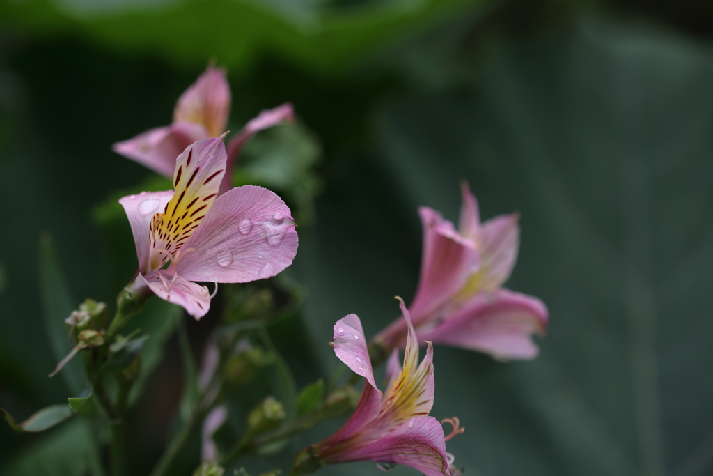 トラ模様の花