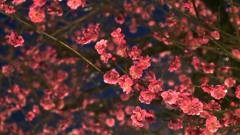 何の花？