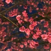 何の花？