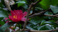 濡れ花