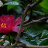 濡れ花