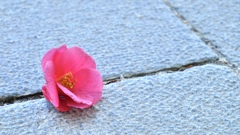 落ち花