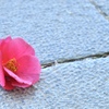 落ち花