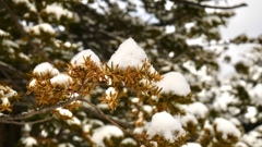 雪の帽子
