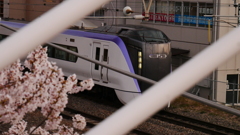 桜と車