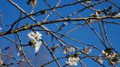 開花