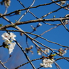 開花