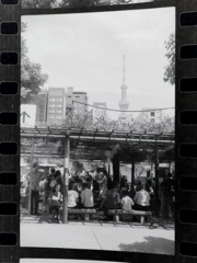 東京の夏