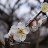 梅