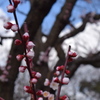梅