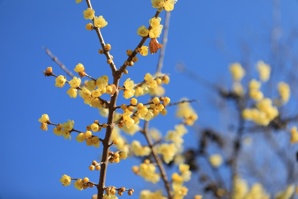 黄色い花を見上げると青い空