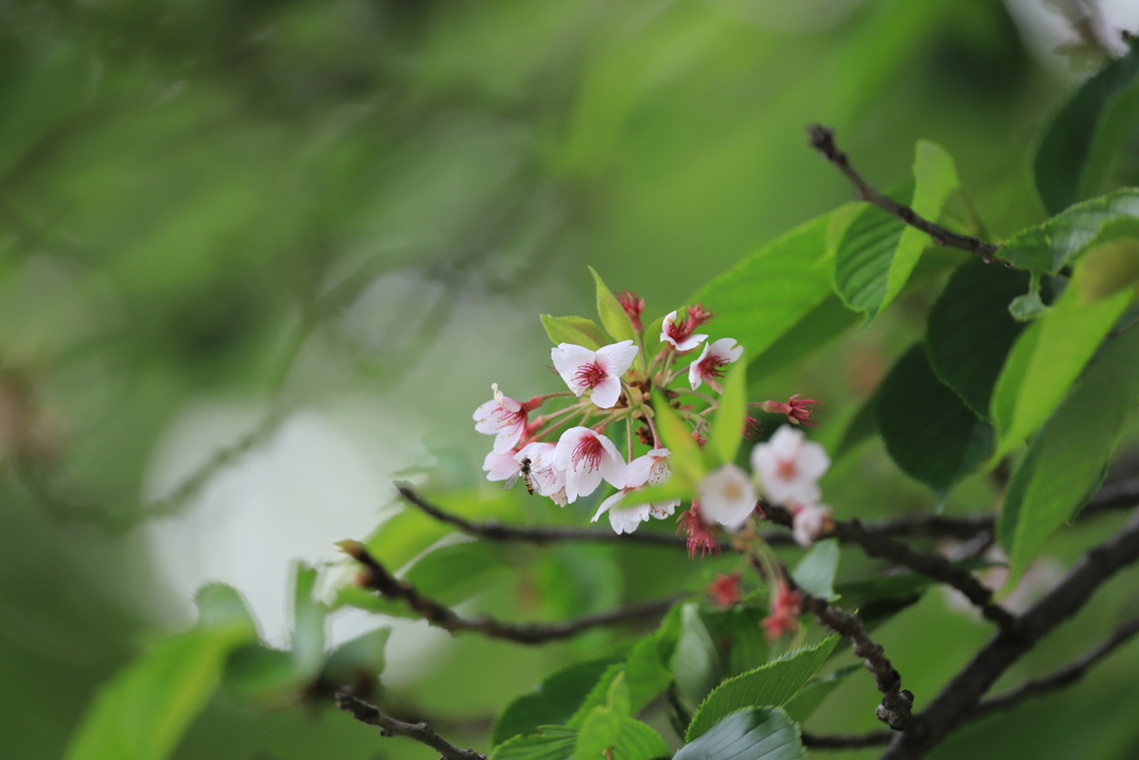 子どもの日に咲く桜
