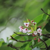 子どもの日に咲く桜