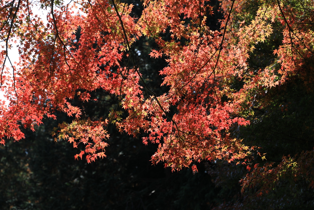 紅葉