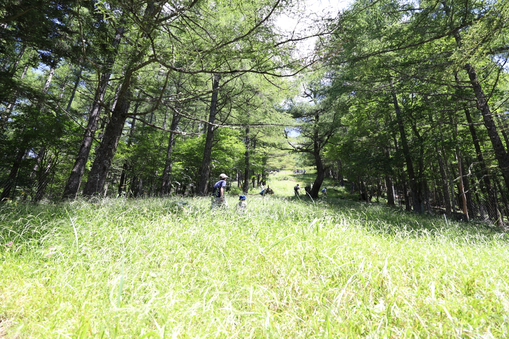 じいちゃんと櫛形山でお散歩