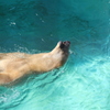 シロクマの背泳ぎ