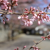 咲き始めました