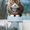 猫は落ちない