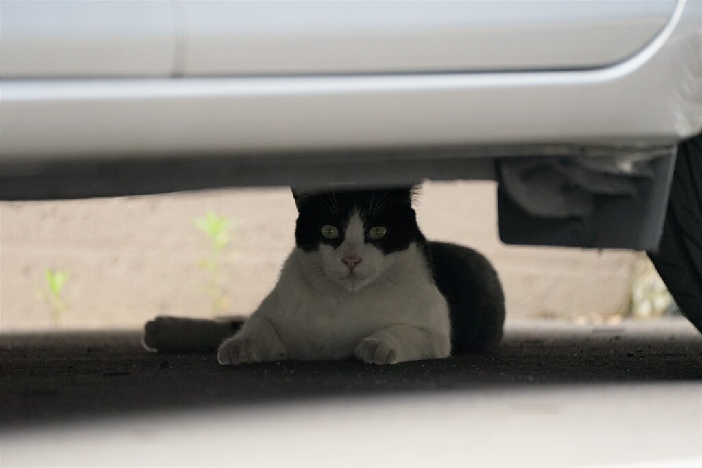 何見てるニャ？